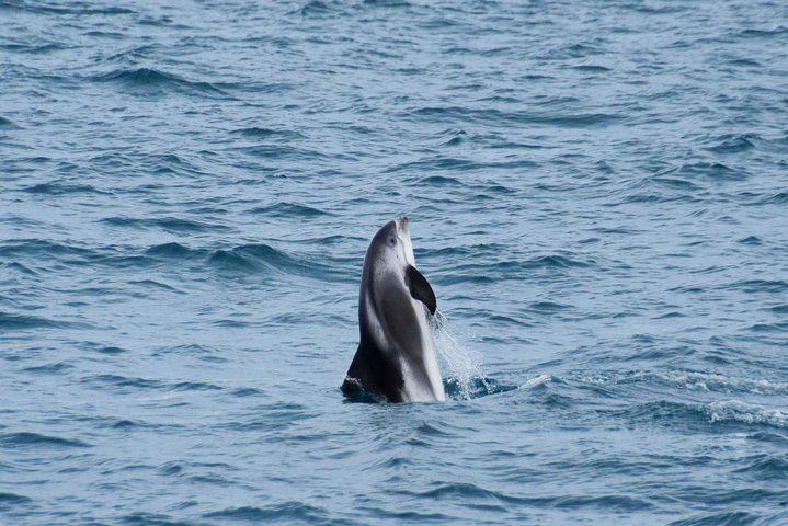 Iceland Super Saver: Northern Lights Cruise plus Whale Watching in Reykjavík (9/12)