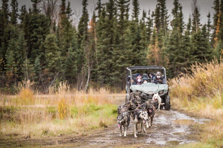 Autumn Aurora and Dog Mushing Cart Ride near Fairbanks (8/9)