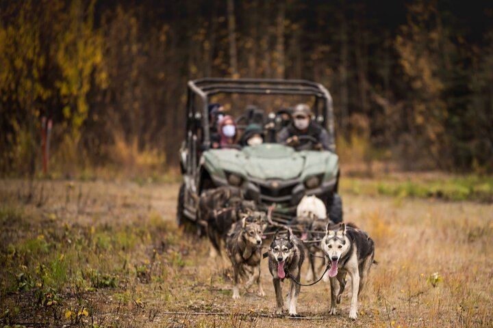 Autumn Aurora and Dog Mushing Cart Ride near Fairbanks (2/9)