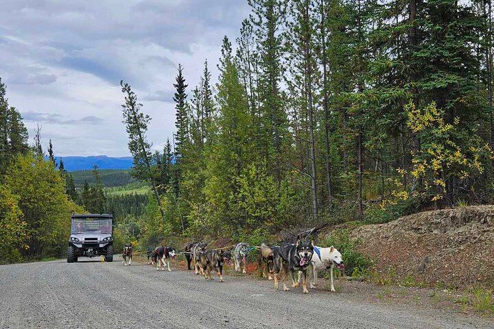 Northern Lights and Huskies at a Takhini River Dog Lodge (9/12)