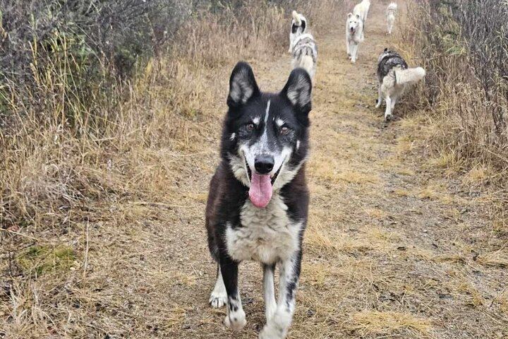Northern Lights and Huskies at a Takhini River Dog Lodge (12/12)