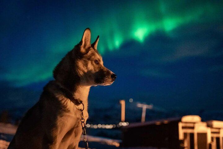 Northern Lights Evening at the Husky Camp near Tromso (1/8)