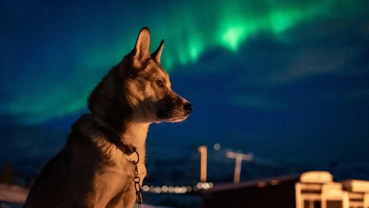 Northern Lights Evening at the Husky Camp near Tromso (1/8)