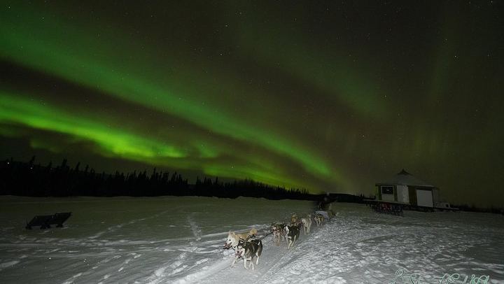 Northern Lights Viewing with Dog Sledding and an Alaskan Dinner