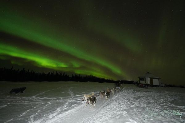 Northern Lights Viewing with Dog Sledding and an Alaskan Dinner