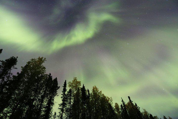 Observation des aurores boréales avec une promenade en traîneau à chiens et un dîner typique de l'Alaska (1/5)