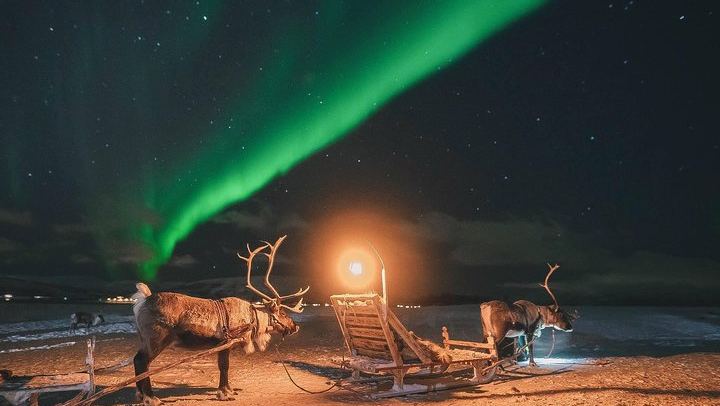 Night Reindeer Sledding with Camp Dinner and a Chance of Aurora