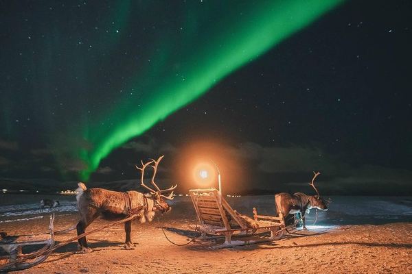 Night Reindeer Sledding with Camp Dinner and a Chance of Aurora