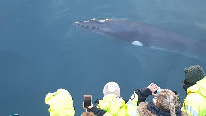Iceland Super Saver: Northern Lights Cruise plus Whale Watching in Reykjavík (2/12)