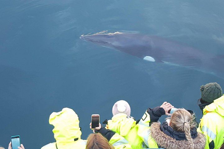 Iceland Super Saver: Northern Lights Cruise plus Whale Watching in Reykjavík (2/12)