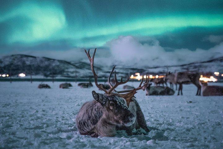 Night Reindeer Sledding with Camp Dinner and a Chance of Aurora (4/12)
