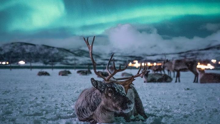 Night Reindeer Sledding with Camp Dinner and a Chance of Aurora (4/12)