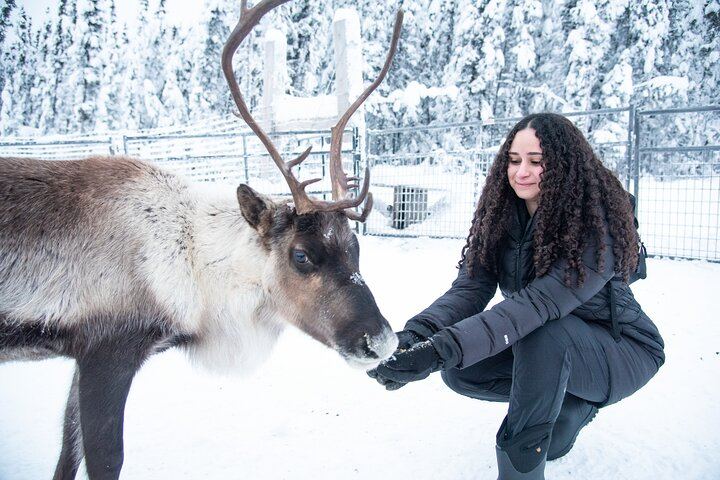 Dog Sled and Reindeer Day Trip to Borealis Basecamp (11/12)