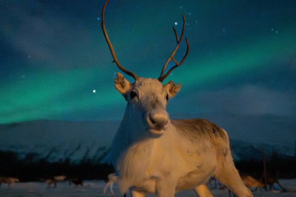 Reindeer Feeding and Sami Culture with a Chance of Northern Lights
