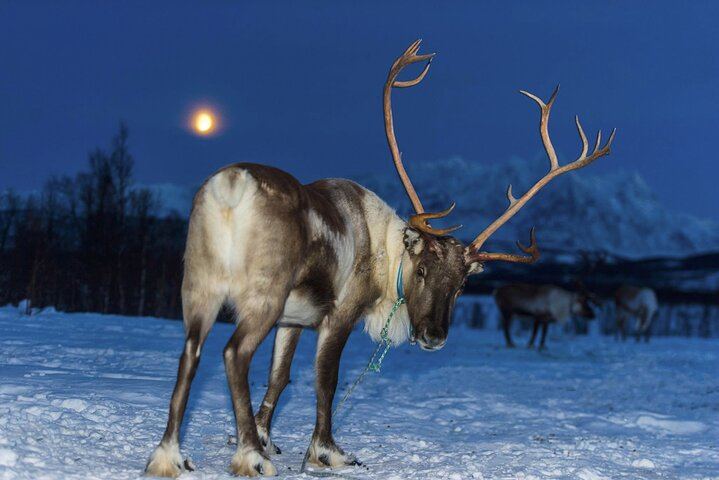Fütterung von Rentieren und Kennenlernen der Sami-Kultur mit der Möglichkeit, das Nordlicht zu sehen (7/12)