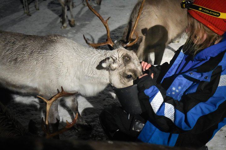 Fütterung von Rentieren und Kennenlernen der Sami-Kultur mit der Möglichkeit, das Nordlicht zu sehen (1/12)