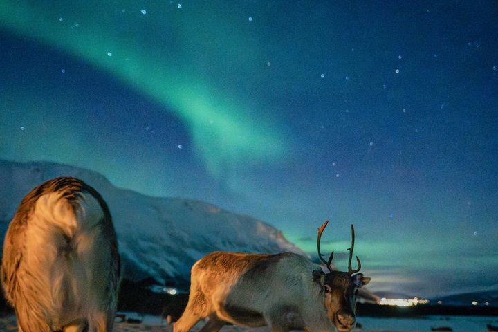 Fütterung von Rentieren und Kennenlernen der Sami-Kultur mit der Möglichkeit, das Nordlicht zu sehen (12/12)
