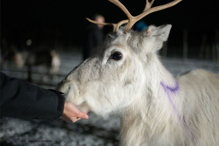 Fütterung von Rentieren und Kennenlernen der Sami-Kultur mit der Möglichkeit, das Nordlicht zu sehen (4/12)