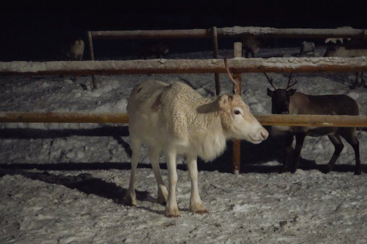 Fütterung von Rentieren und Kennenlernen der Sami-Kultur mit der Möglichkeit, das Nordlicht zu sehen (11/12)