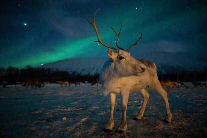 Fütterung von Rentieren und Kennenlernen der Sami-Kultur mit der Möglichkeit, das Nordlicht zu sehen (10/12)