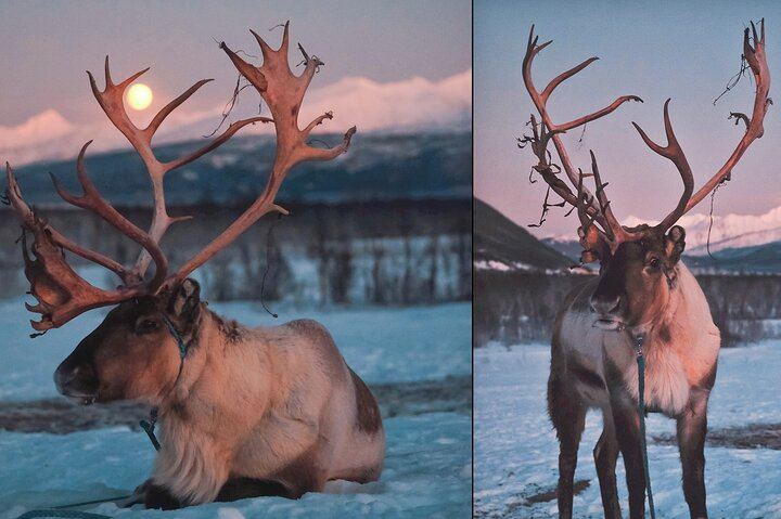 Fütterung von Rentieren und Kennenlernen der Sami-Kultur mit der Möglichkeit, das Nordlicht zu sehen (9/12)