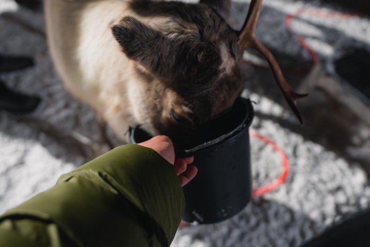 Fütterung von Rentieren und Kennenlernen der Sami-Kultur mit der Möglichkeit, das Nordlicht zu sehen (6/12)