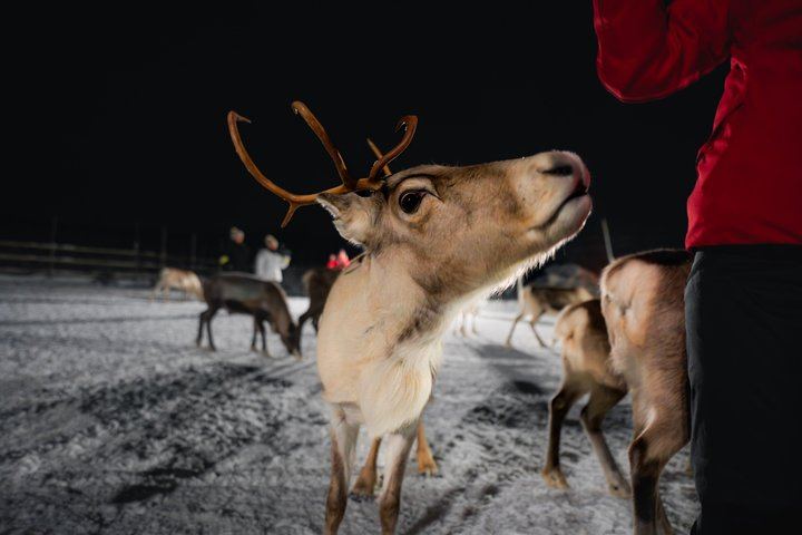 Fütterung von Rentieren und Kennenlernen der Sami-Kultur mit der Möglichkeit, das Nordlicht zu sehen (3/12)