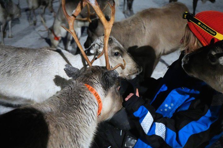 Fütterung von Rentieren und Kennenlernen der Sami-Kultur mit der Möglichkeit, das Nordlicht zu sehen (5/12)