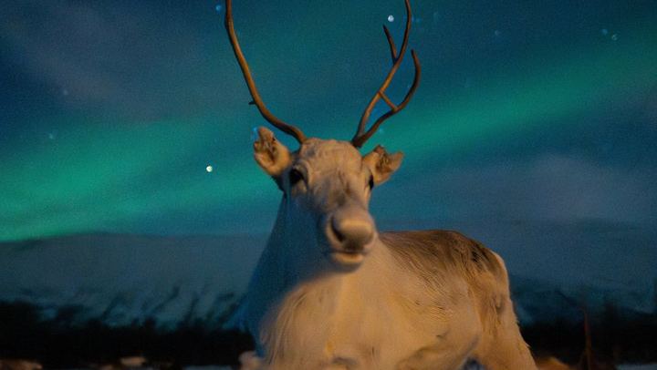 Reindeer Feeding and Sami Culture with a Chance of Northern Lights