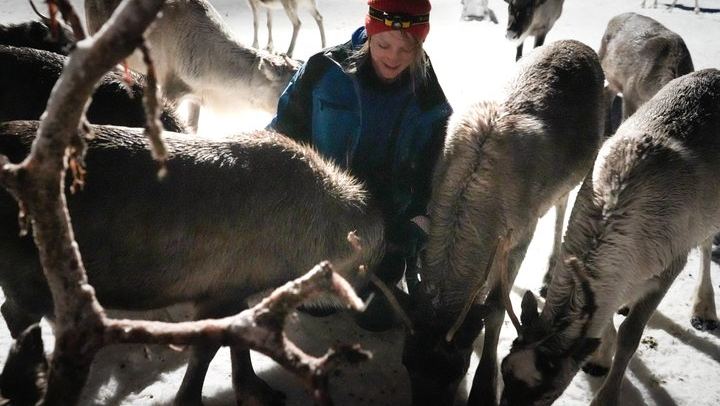 Fütterung von Rentieren und Kennenlernen der Sami-Kultur mit der Möglichkeit, das Nordlicht zu sehen (2/12)