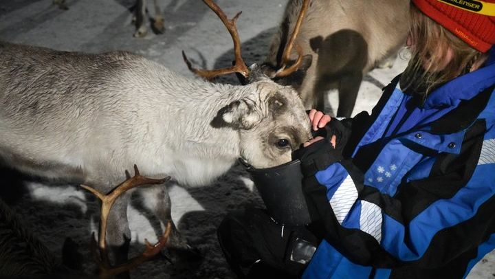 Fütterung von Rentieren und Kennenlernen der Sami-Kultur mit der Möglichkeit, das Nordlicht zu sehen (1/12)