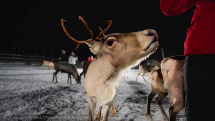 Fütterung von Rentieren und Kennenlernen der Sami-Kultur mit der Möglichkeit, das Nordlicht zu sehen (3/12)