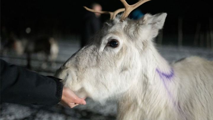 Fütterung von Rentieren und Kennenlernen der Sami-Kultur mit der Möglichkeit, das Nordlicht zu sehen (4/12)