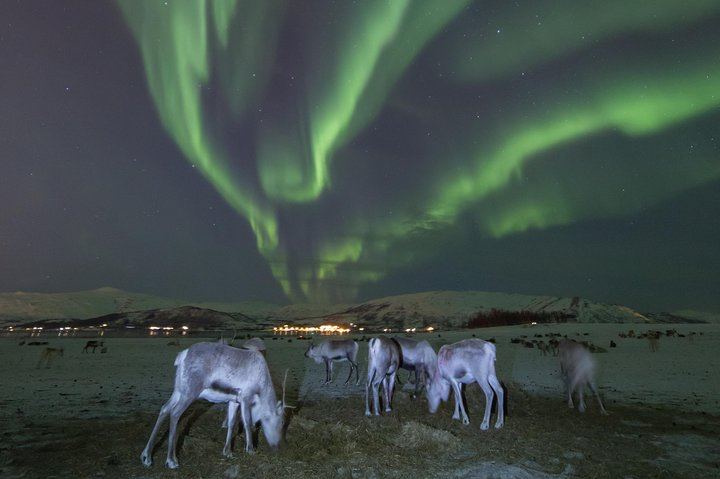 Night Reindeer Sledding with Camp Dinner and a Chance of Aurora (12/12)