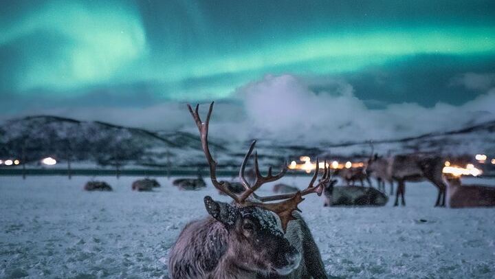 Besuch des Sami-Rentierlagers und Nordlicht-Nacht ab Tromsø (2/7)