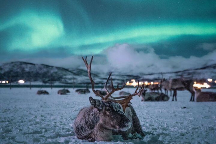 Besuch des Sami-Rentierlagers und Nordlicht-Nacht ab Tromsø (2/7)