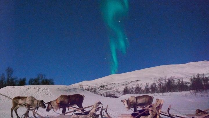 Sami Reindeer Sledding and Feeding with a Chance of Northern Lights (3/9)