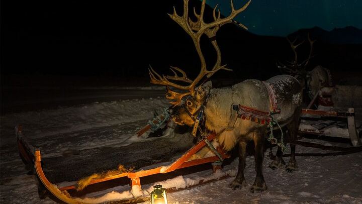 Sami Reindeer Sledding and Feeding with a Chance of Northern Lights (1/9)