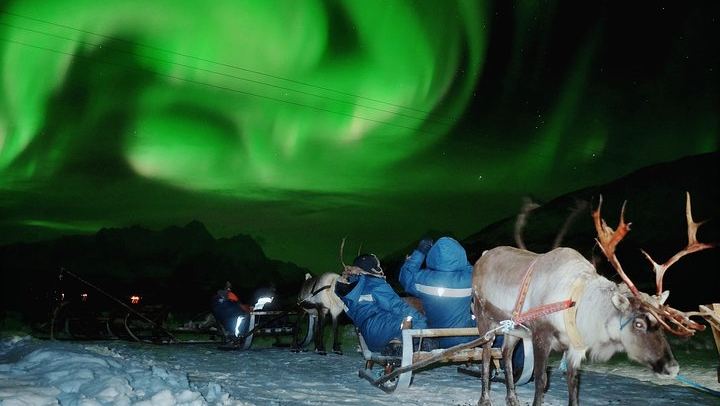 Sami Reindeer Sledding and Feeding with a Chance of Northern Lights (2/9)