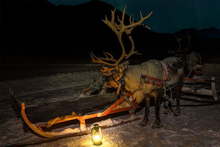 Sami Reindeer Sledding and Feeding with a Chance of Northern Lights (1/9)