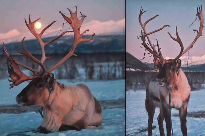 Sami Reindeer Sledding and Feeding with a Chance of Northern Lights (6/9)