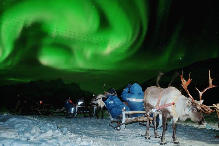 Sami Reindeer Sledding and Feeding with a Chance of Northern Lights (2/9)