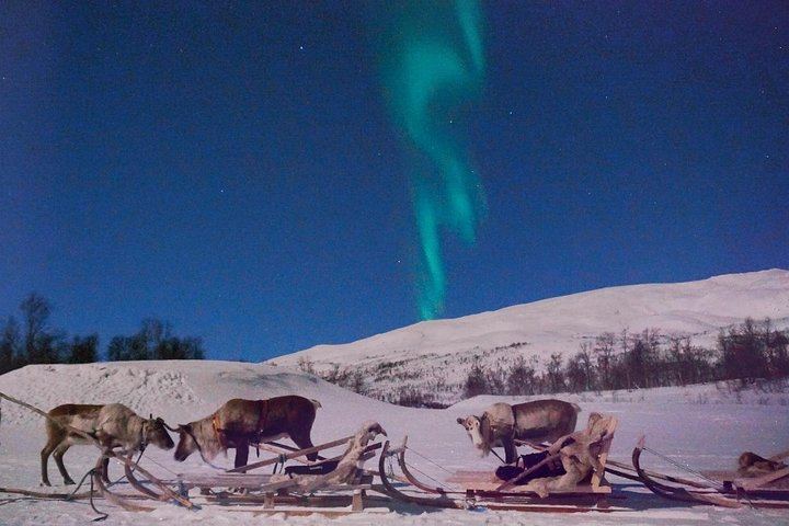 Sami Reindeer Sledding and Feeding with a Chance of Northern Lights (3/9)