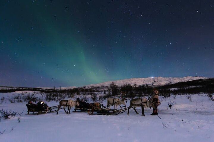 Sami Reindeer Sledding and Feeding with a Chance of Northern Lights (4/9)