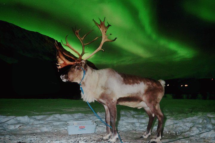 Sami Reindeer Sledding and Feeding with a Chance of Northern Lights (7/9)