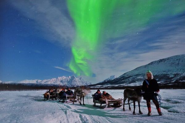 Sami Reindeer Sledding and Feeding with a Chance of Northern Lights