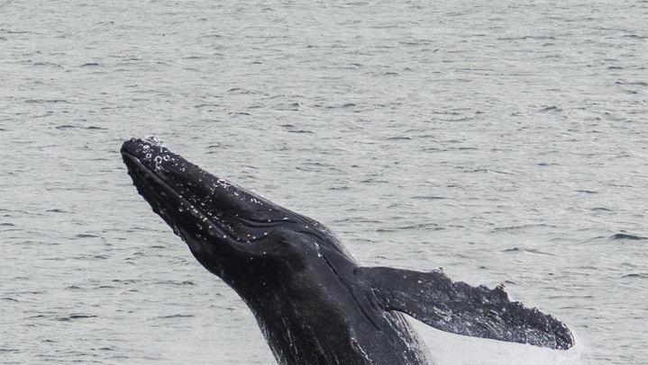 Iceland Super Saver: Northern Lights Cruise plus Whale Watching in Reykjavík (3/12)