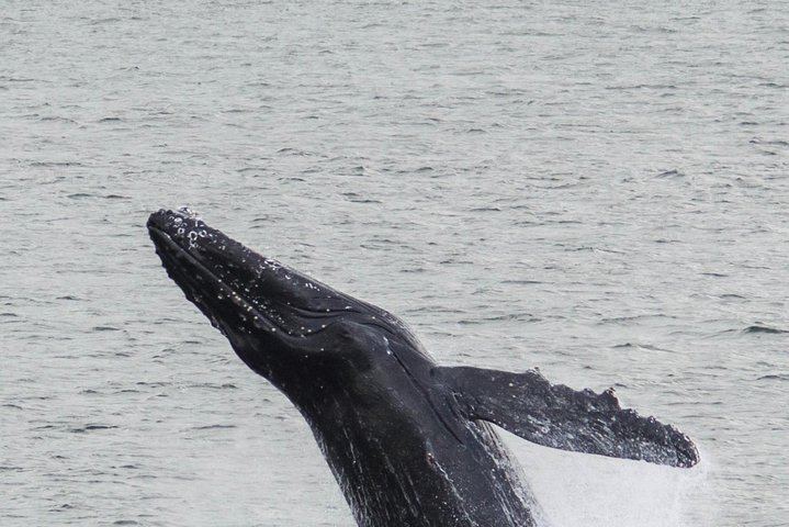 Iceland Super Saver: Northern Lights Cruise plus Whale Watching in Reykjavík (3/12)