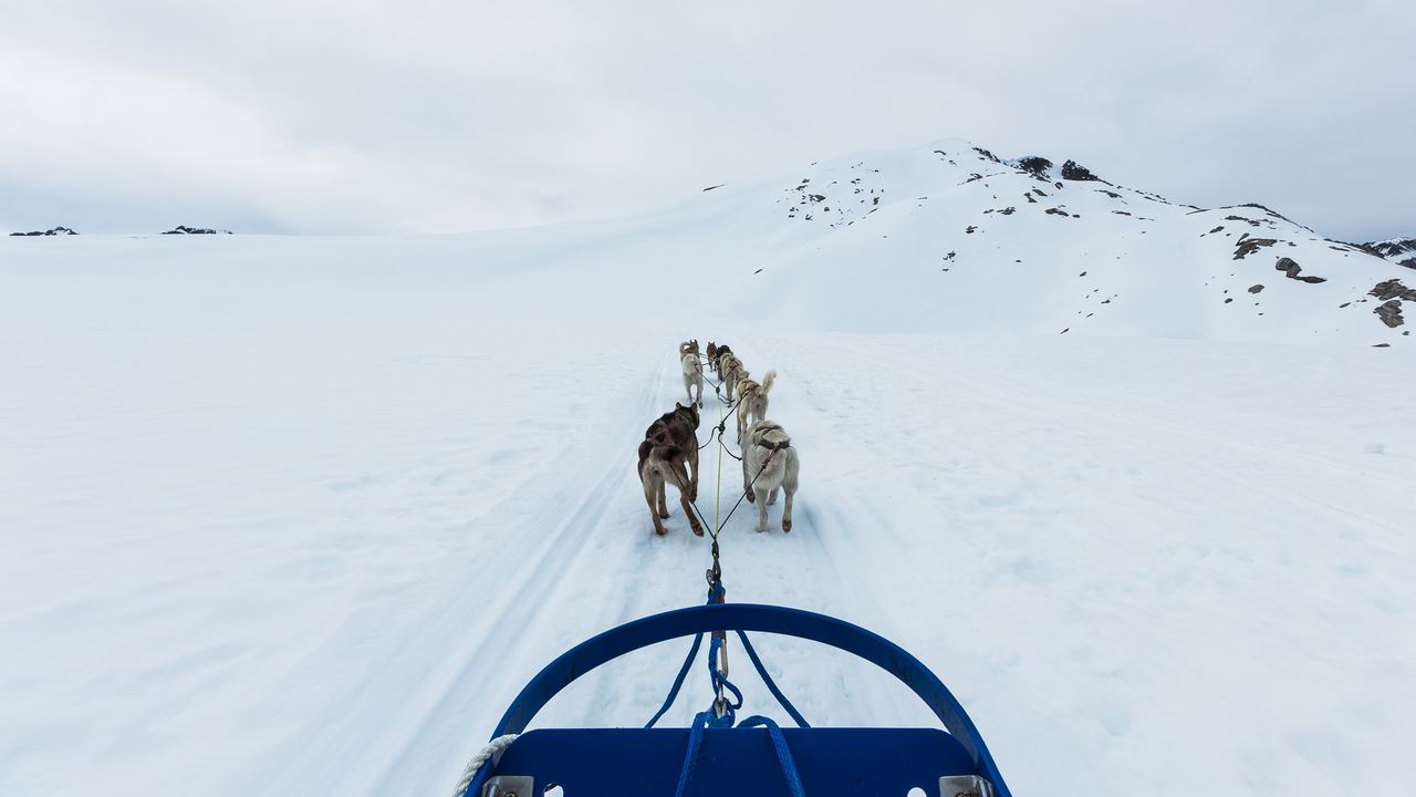A team of sled dogs harnessed and waiting in the snow in Alaska