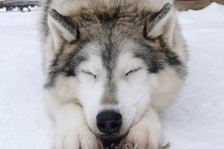 Rovaniemi Day and Night: Husky Ride, Reindeer Sleigh and Aurora BBQ (2/12)